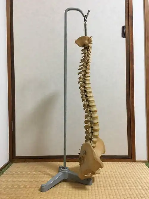 可动式 岛津制作所 レトロ 背骨 脊椎 骨格标