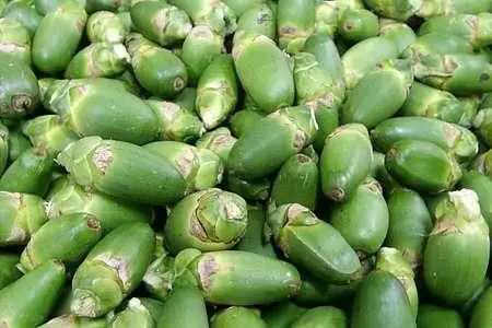 槟榔图片槟榔的功效与作用营养价值