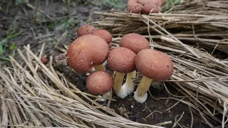 日月峡菌类001黑松茸1