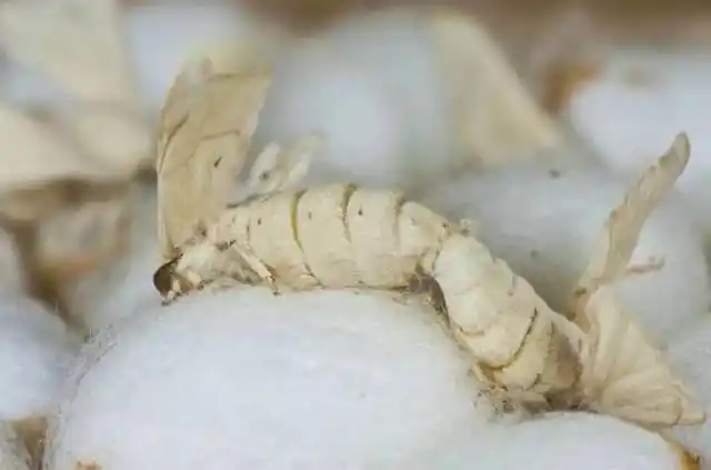 蚕的一生(养蚕的一些基础知识)