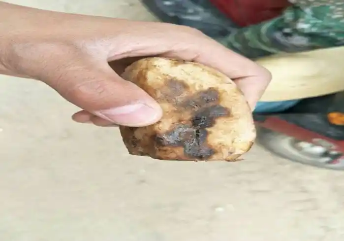 马铃薯土传病害相关总结