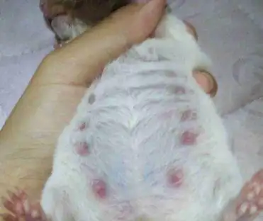 仓鼠怀孕后该怎么护理