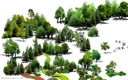 鸟瞰园林常用植物图片