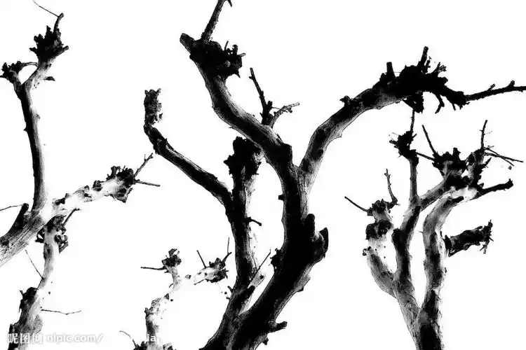 水墨树枝图片