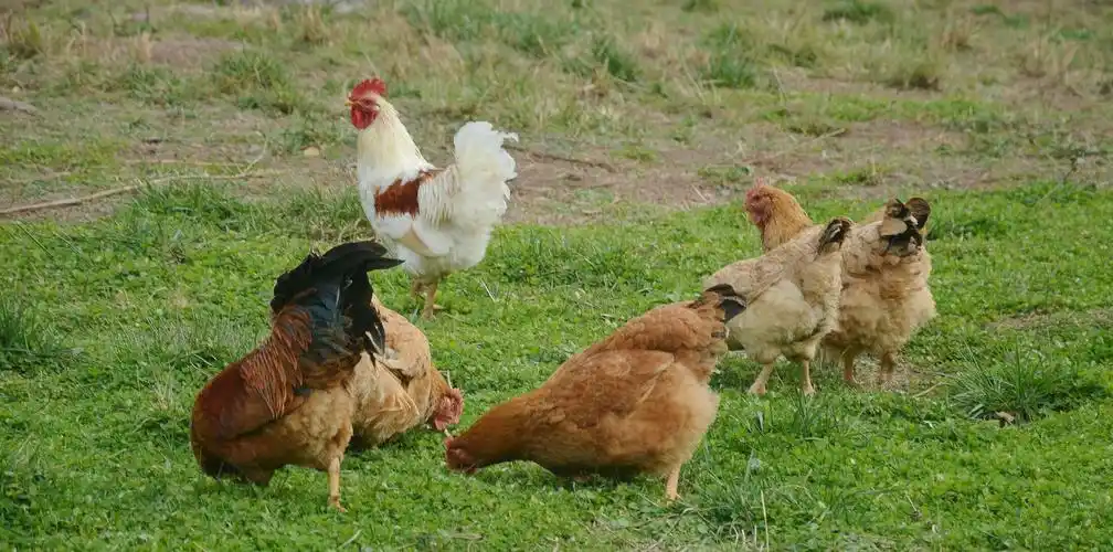 鸡群在草地上自由的觅食.