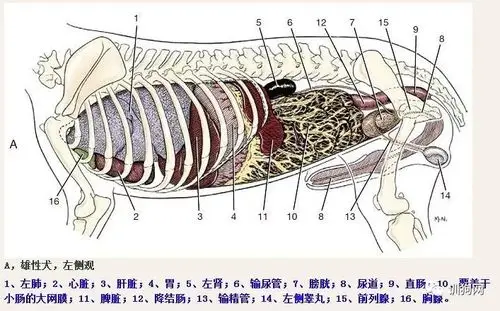 狗狗的生理解剖图get