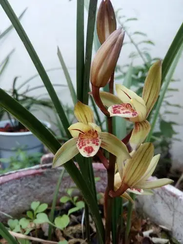 又一品种兰花开