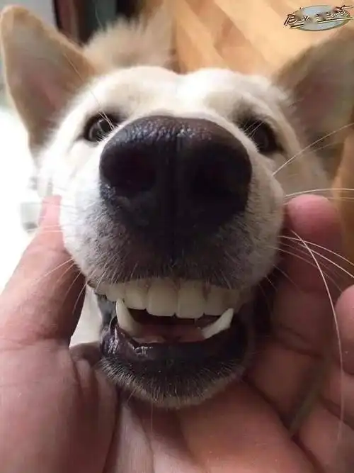 狗嘴吐不出象牙,但可以吐出假牙