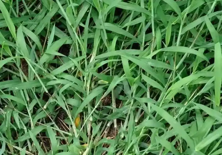 马唐草:杂草,跟牛筋草差不多,根蔓延成片,一年生草本植物,高可达80