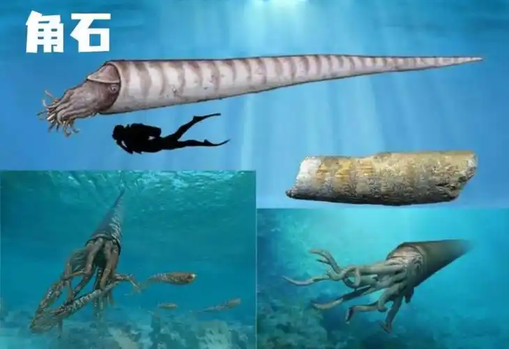 最大的可以超过10米也称为"角石"另一种直壳鹦鹉螺则凶猛无比当年也是