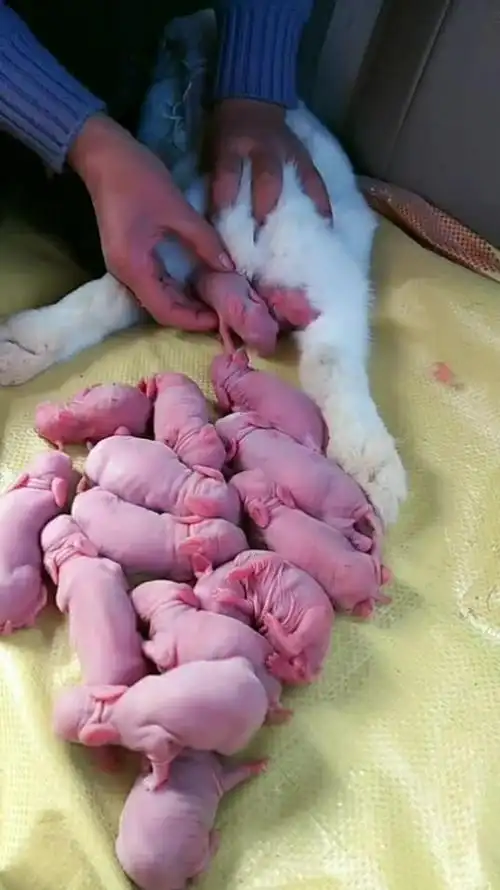 刚出生不久的小兔子,好可爱!你们见过吗?