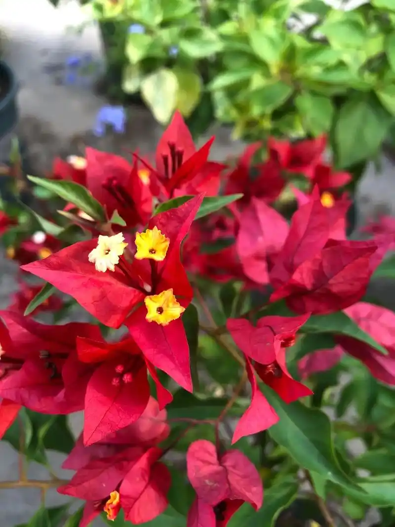 热火桑巴,三角梅中最正红的品种.勤花,美艳,值得拥有. - 抖音