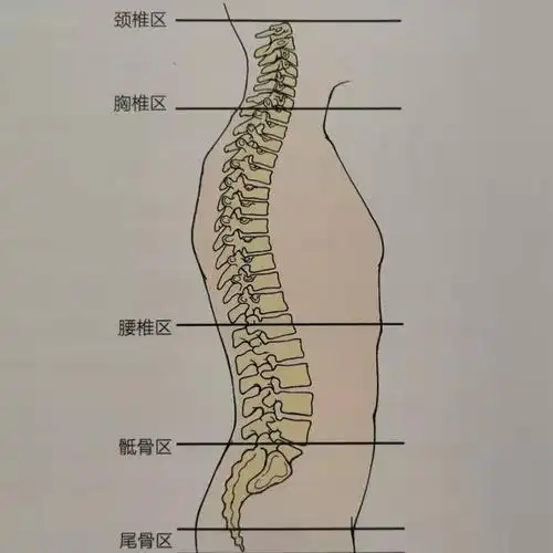 肌肉|屈髋|胸椎_网易订阅