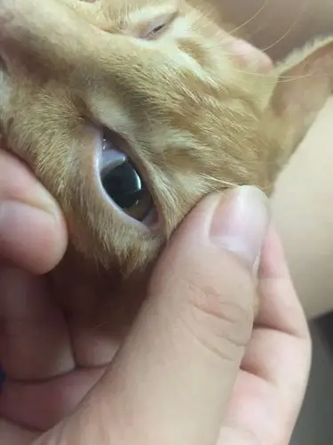 【讨论】右眼瞳孔浑浊