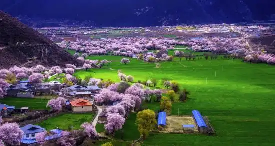 波密县冰川之乡桃花世界醉美波密推介活动在昆明举行