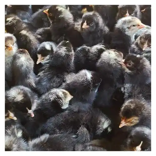 广东芦花鸡苗厂家 金芦花鸡孵化场批发直销 长期供应