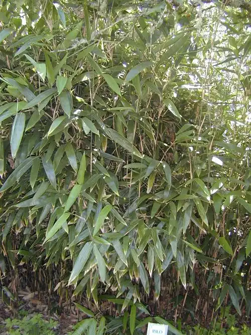 是禾本科,箬竹属植物.