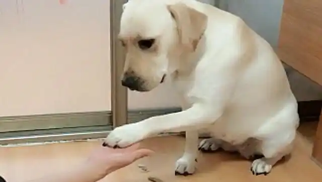 狗狗犯错被打手板,它委屈的像个孩子一样,认错态度还算诚恳