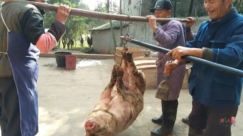 年猪让回忆起小的时候在外婆家第一次杀猪的情况!