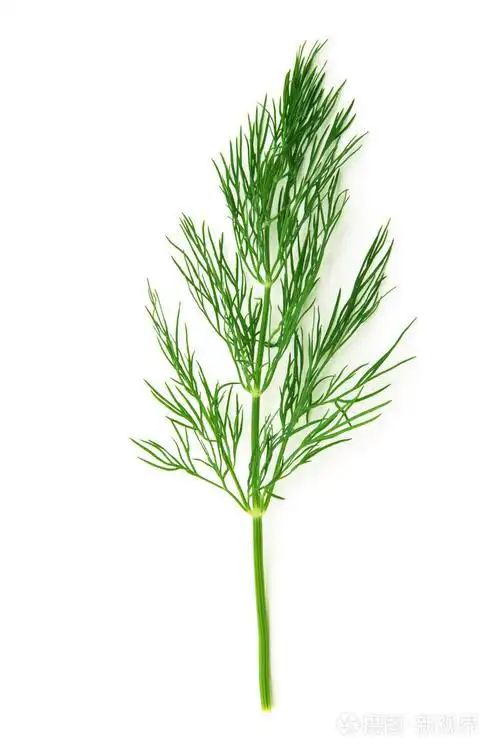 在白色背景上的新鲜莳萝