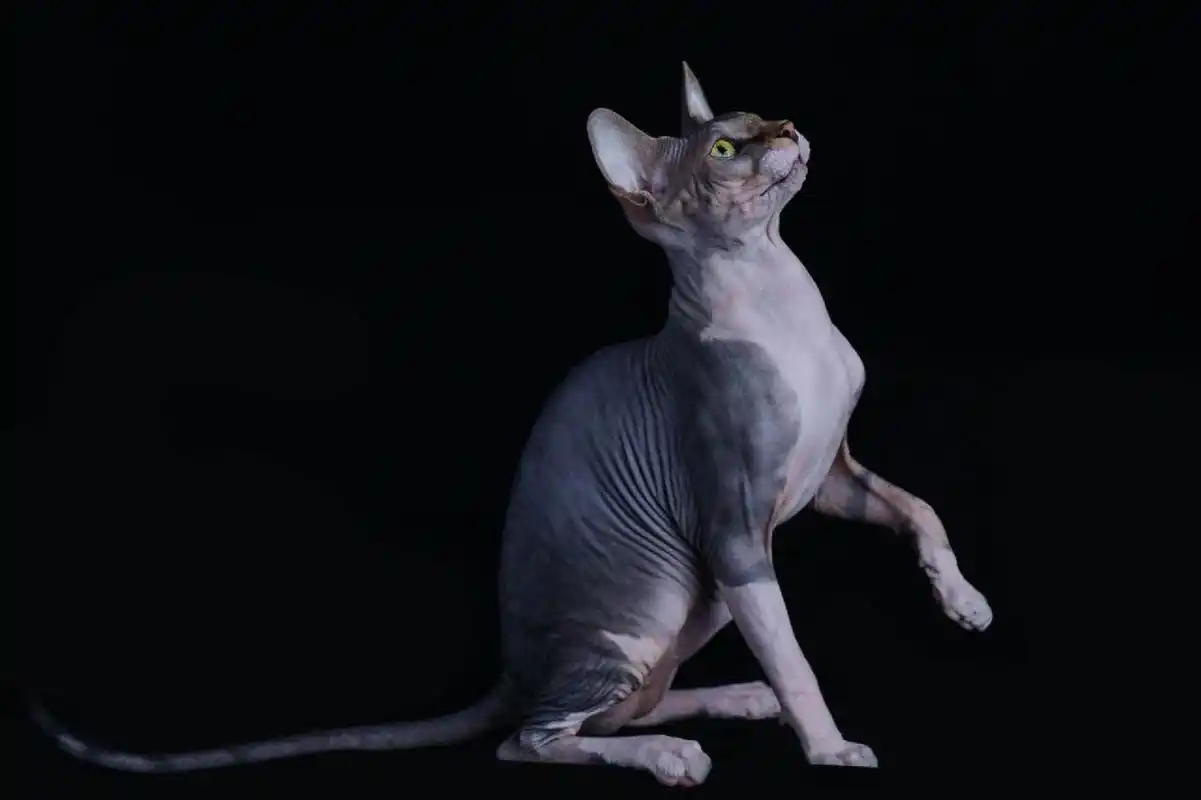 当之无愧的破坏神比鲁斯 无毛斯芬克斯猫  斯芬克斯无毛猫 近几年才