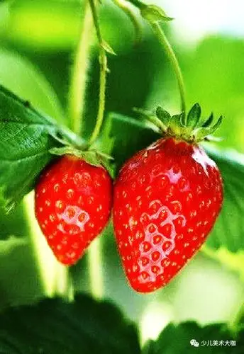 创意美术课程——草莓