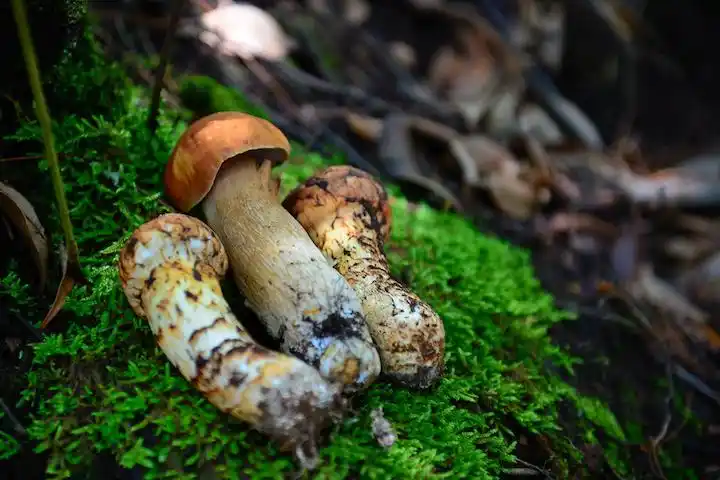 食趣见闻:云南野菌与宣威火腿 (上)
