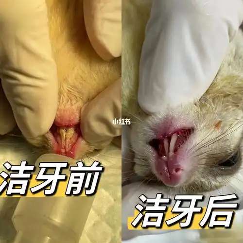 蜜袋鼯的牙齿保健