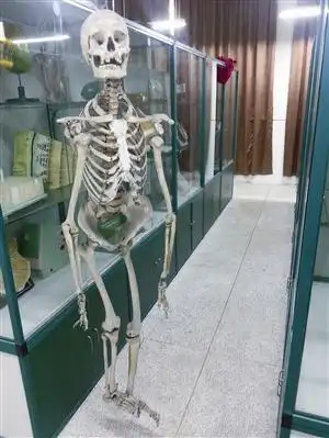 晚清时期就用真人骨架当教具宁波学校开风气之先(图)