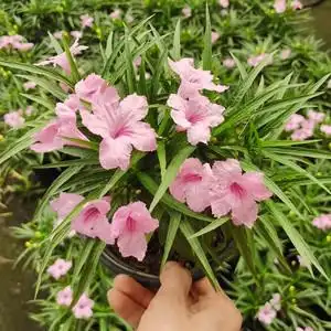 矮生翠芦莉盆栽庭院阳台多年生花卉花园花境可盆栽地栽耐热植物
