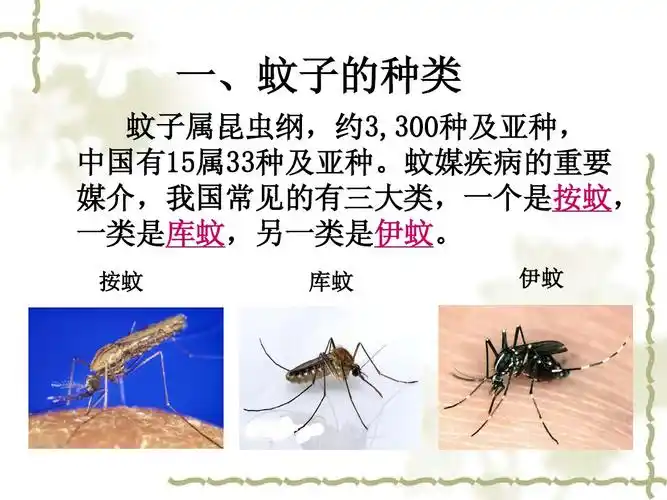 蚊子的种类