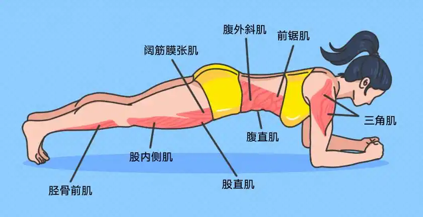 简单高效的平板支撑,你真的做对了吗?
