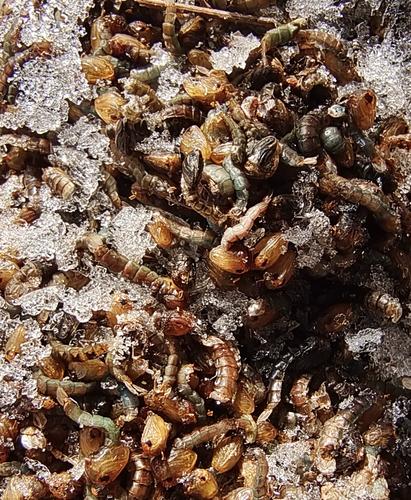 沙虫子孑孓蚊子幼虫红虫粉混合腥臭粉垂钓饵添加物黄辣丁鲶鱼沙沟