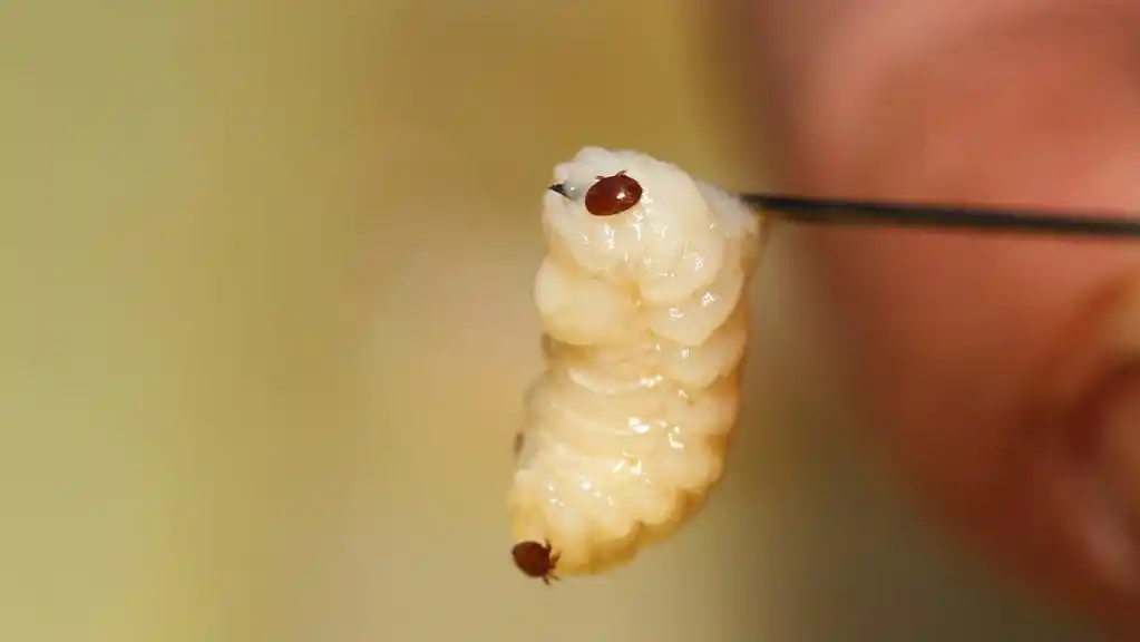 一箱中蜂蜂王产卵多,而工蜂越来越少?问我什么原因,给蜂友分析