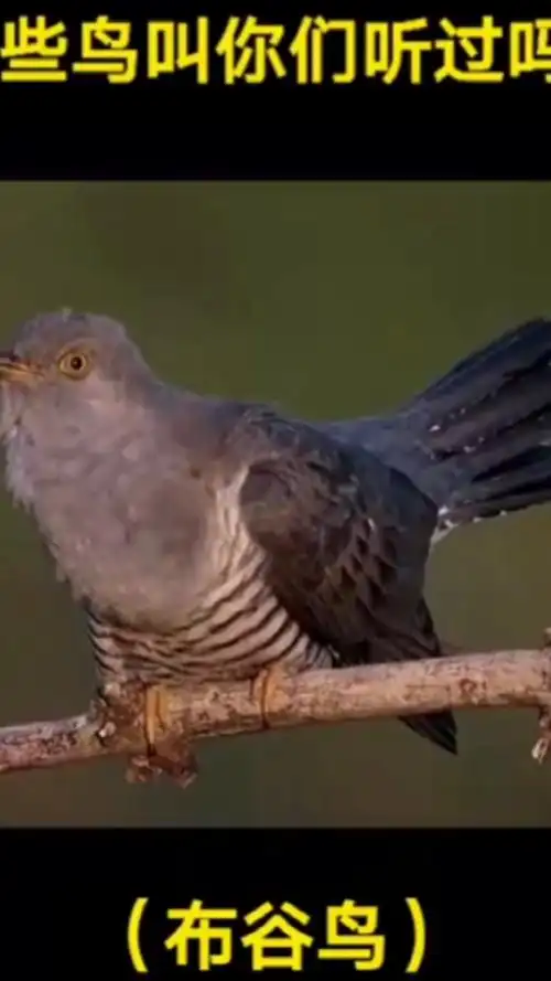 这些鸟叫声都听过吗?在农村都经常听见的.