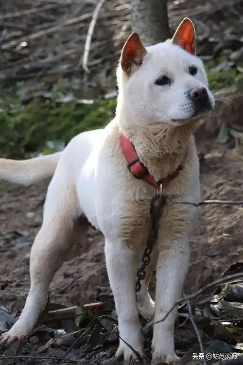 广西小土猎挑选什么颜色好?
