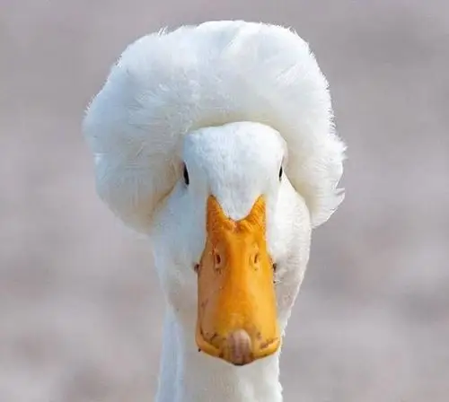 "爆炸鸭头"呆萌可爱走红网络 成因让人心酸 网友:天生表情包