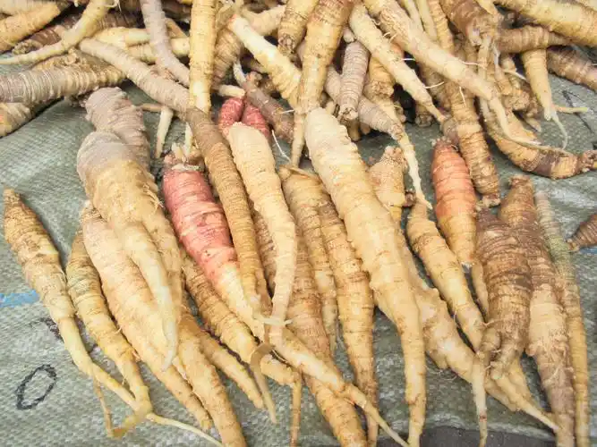 山胡萝卜(沙参)