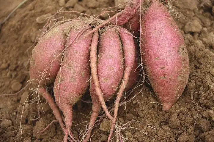 山东长清 正宗的"山地瓜"熟了 红瓤薄皮快来尝尝呀