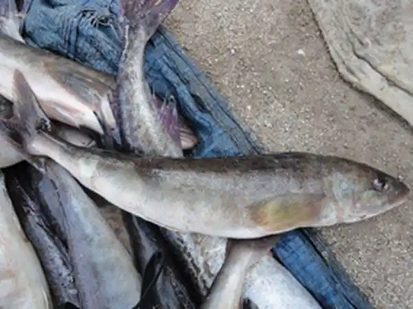 【明太鱼(图)】百科知识点