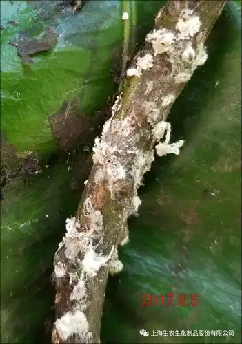 爱秋诺吉防治蜜柚吹绵蚧示范试验效果展示