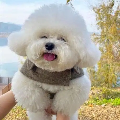 比熊长相甜美,性格温顺,一直很受欢迎,试问有谁能抗拒这样一只爱撒娇