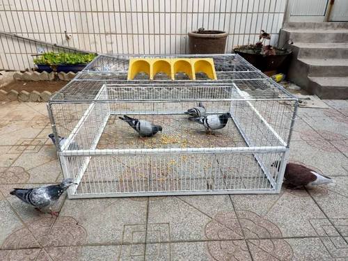 笼信鸽只进不出鸽子笼抓/鸽子神器鸟笼陷阱笼子捕野鸽子神器已售0
