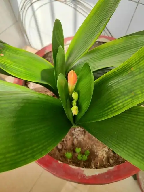 阳台上的君子兰