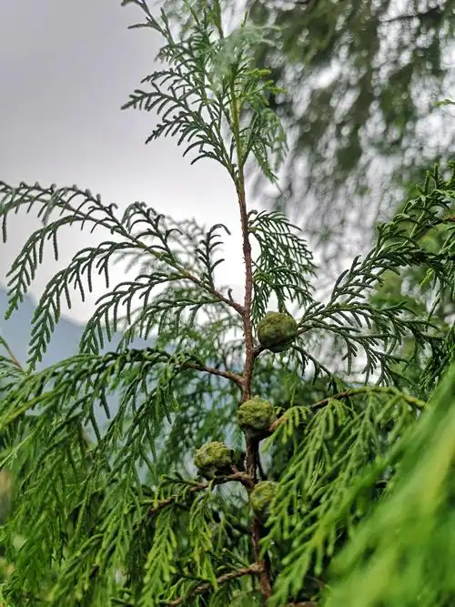 柏树籽性味甘,平,还有润肠通便作用.