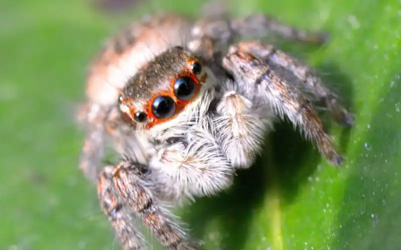再一次开箱萌萌哒小跳蛛卢卡斯在线喷老血