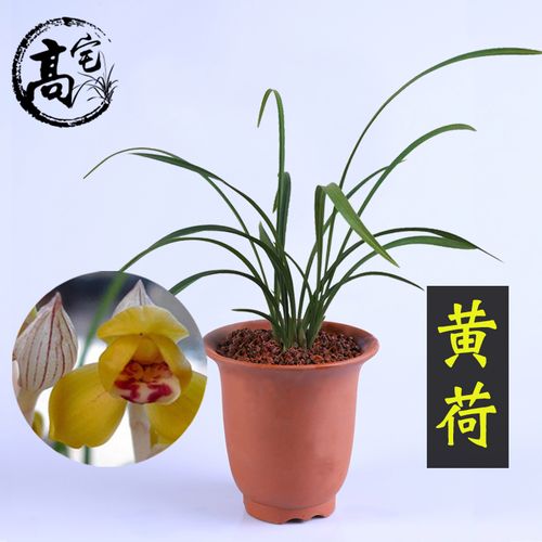 兰花苗 春兰黄荷兰花室内客厅办公室盆栽绿植花卉好养易花兰花