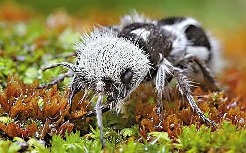 分布地方不多,第一次发现是在智利,在墨西哥的沙漠地区也偶尔会见到