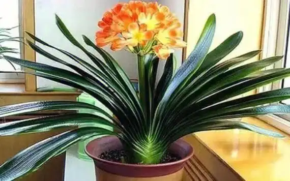 君子兰花的品种有哪些图片,花叶君子兰的品种