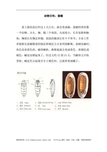 动物百科蚕蛹doc1页
